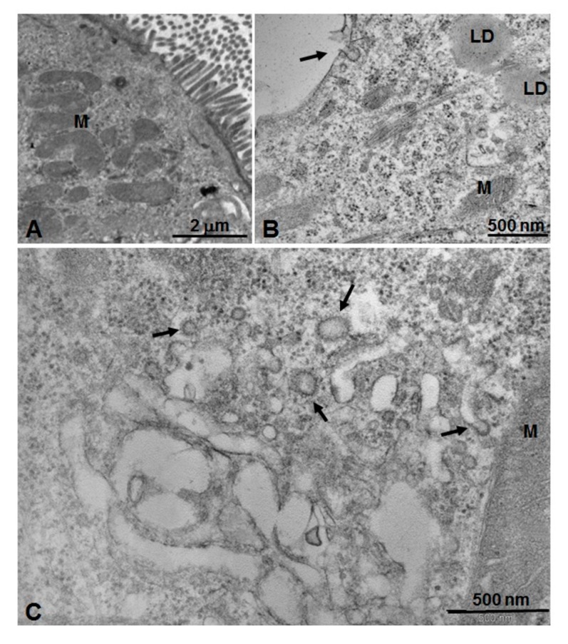 Figure 7