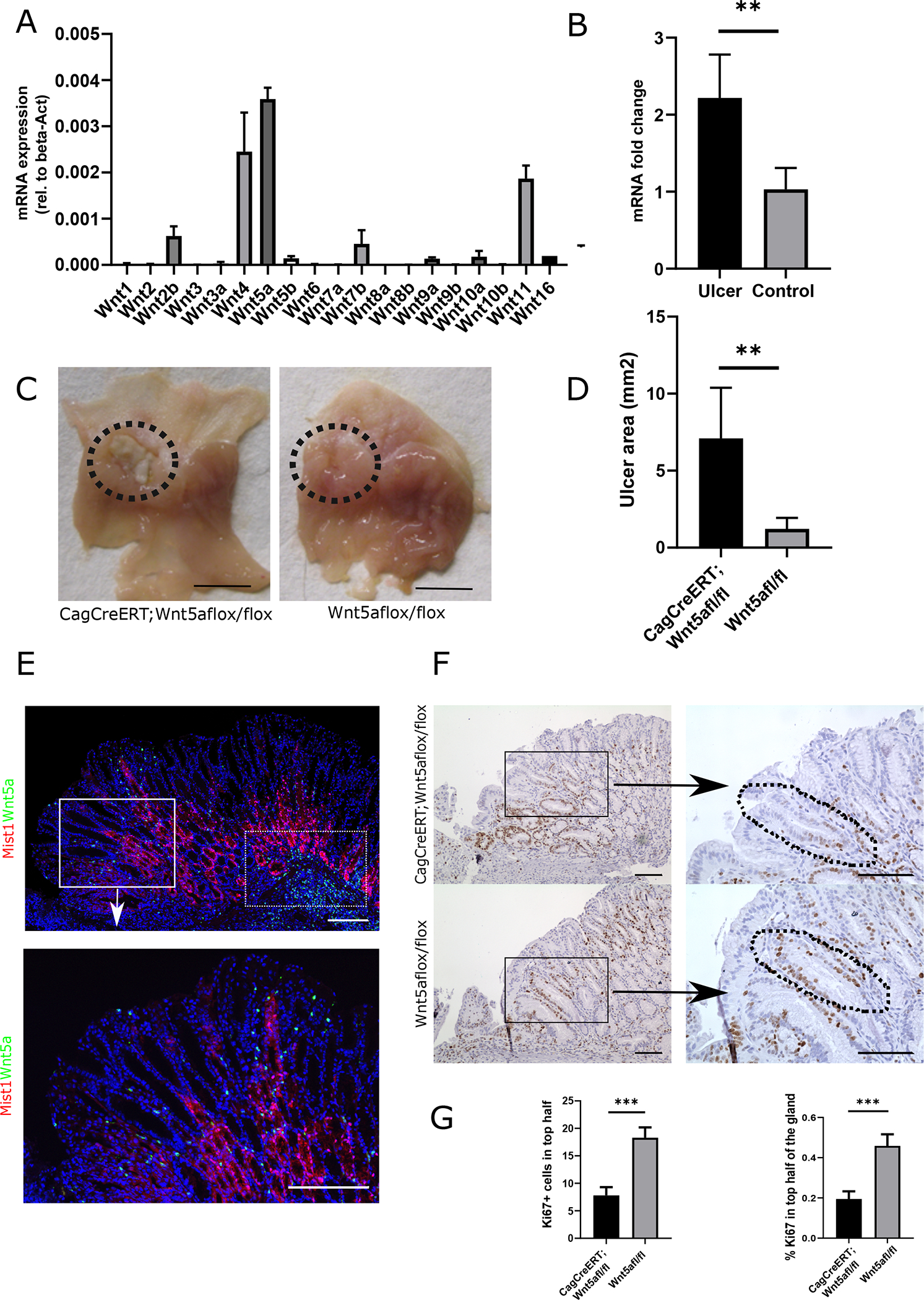 Figure 4: