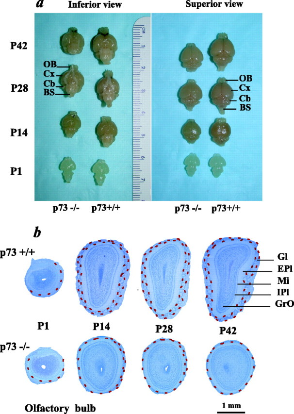 Fig. 6.