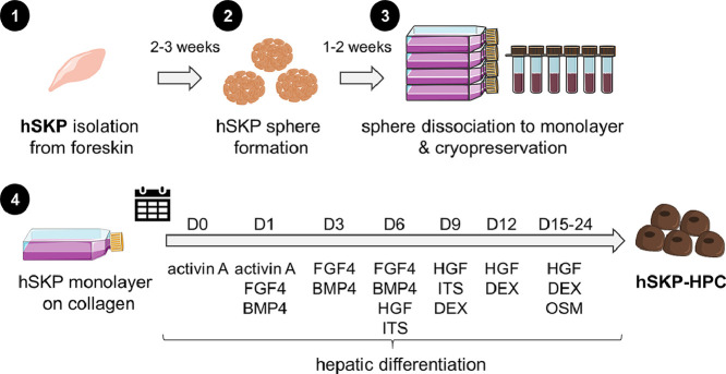 Image, graphical abstract