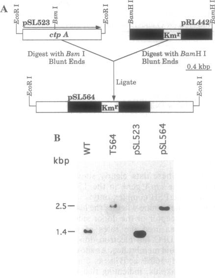 graphic file with name pnas01139-0260-a.jpg