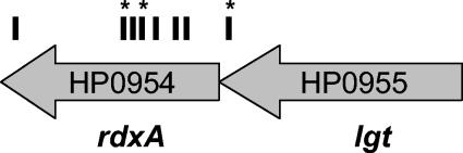 FIG. 1.