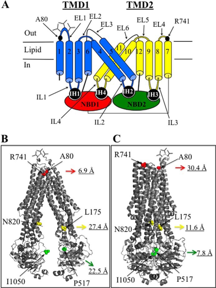 FIGURE 1.