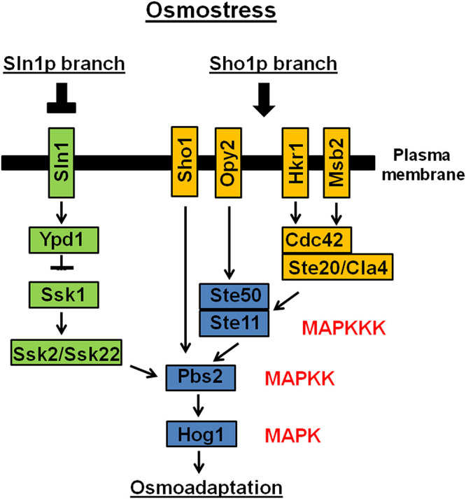 FIG 1