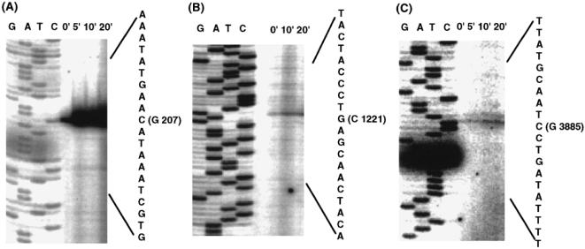 Fig 3.