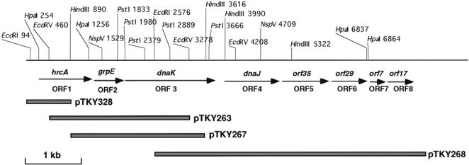 Fig 1.