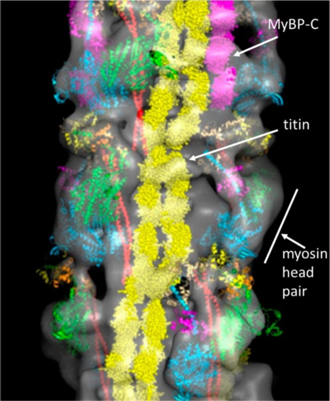 Fig. 2