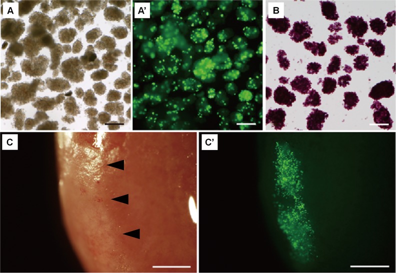 Fig. 4.