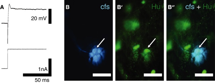 Figure 5