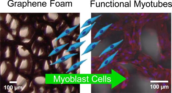 graphic file with name nihms-829262-f0001.jpg