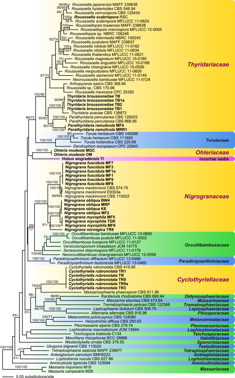 Fig. 1