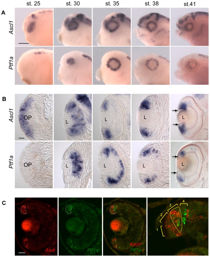 Figure 10