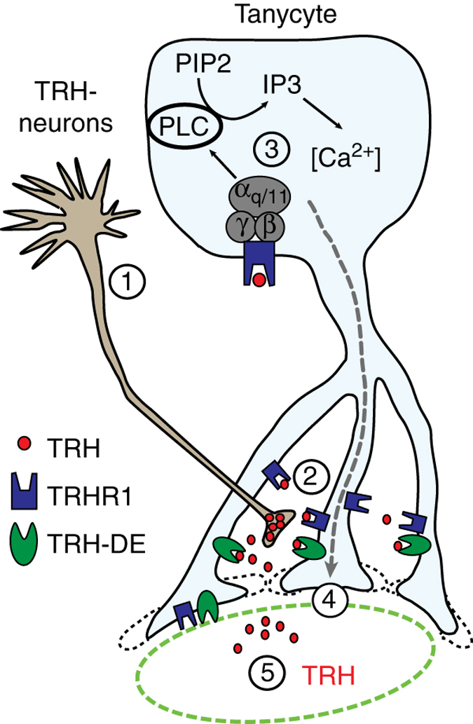 Fig. 8