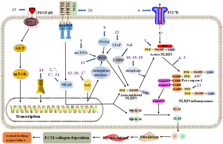 FIGURE 1