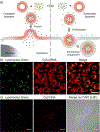 Figure 11.