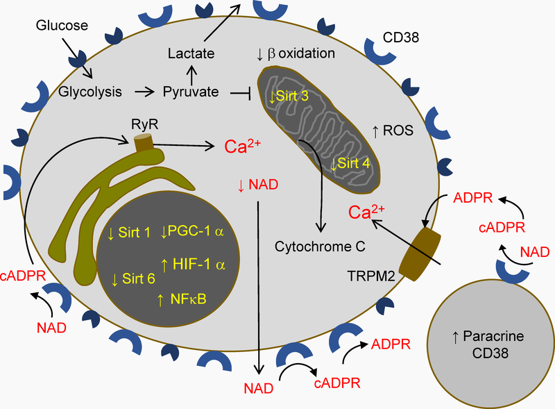 Figure 4.-