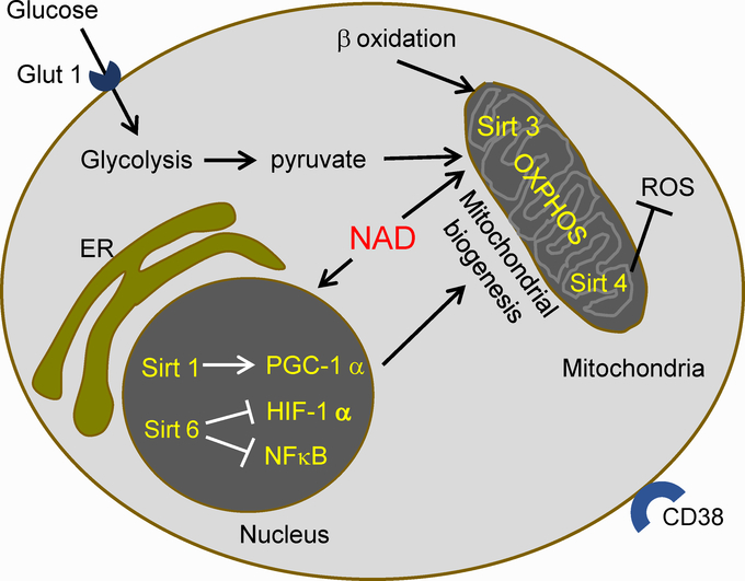 Figure 2.-