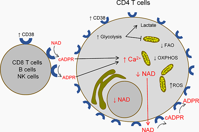 graphic file with name nihms-1018143-f0001.jpg