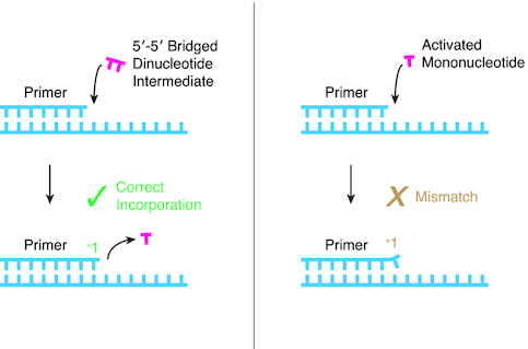 Graphical Abstract