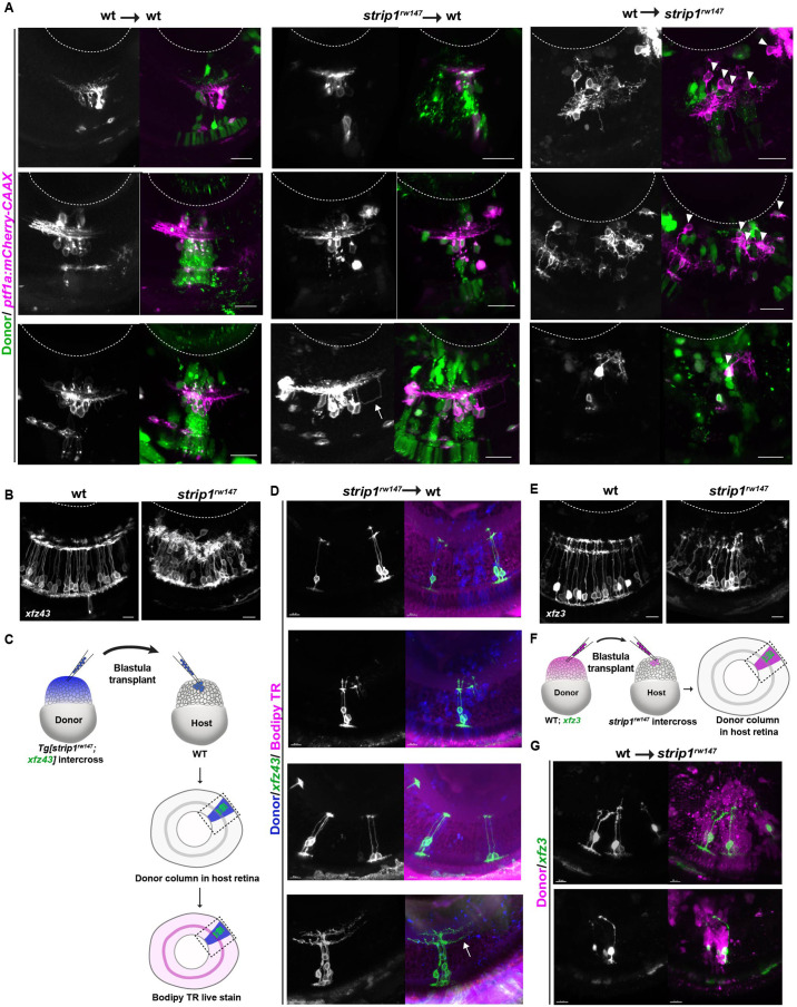 Figure 4—figure supplement 1.