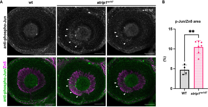 Figure 6—figure supplement 2.