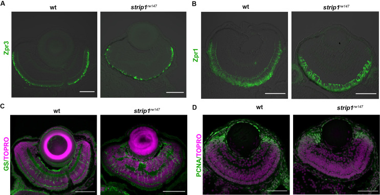 Figure 2—figure supplement 2.