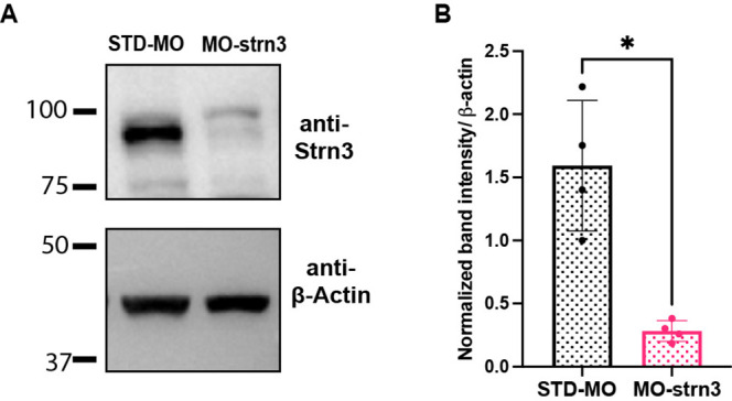 Figure 5—figure supplement 2.