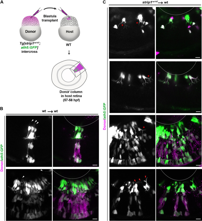 Figure 3—figure supplement 2.