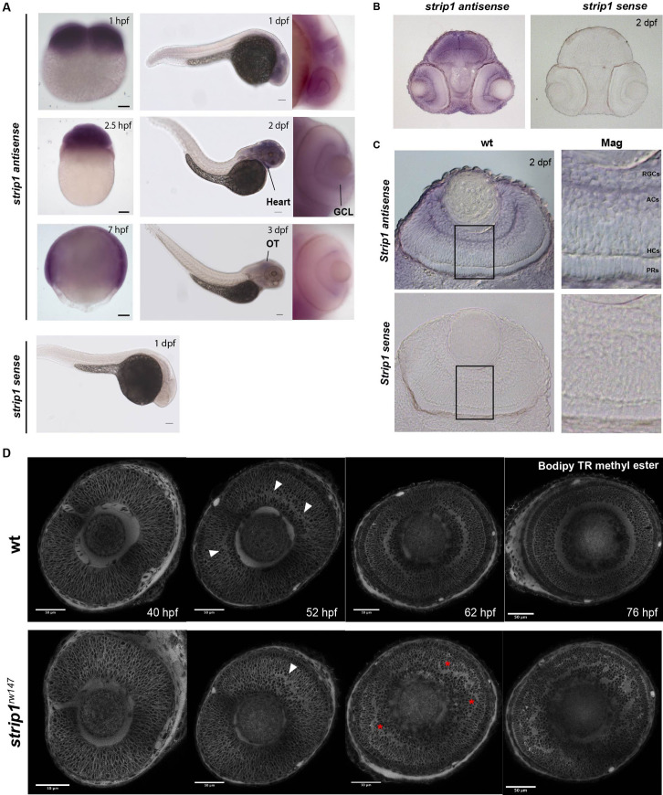 Figure 1—figure supplement 2.