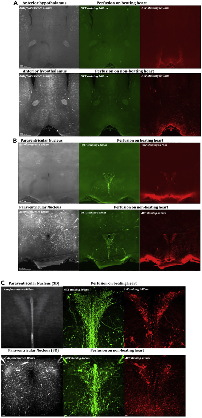 Figure 2