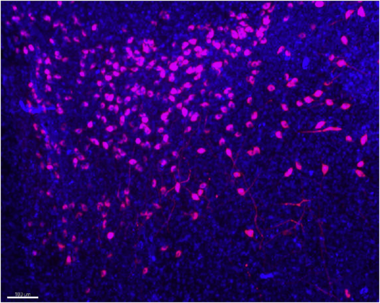 Figure 13