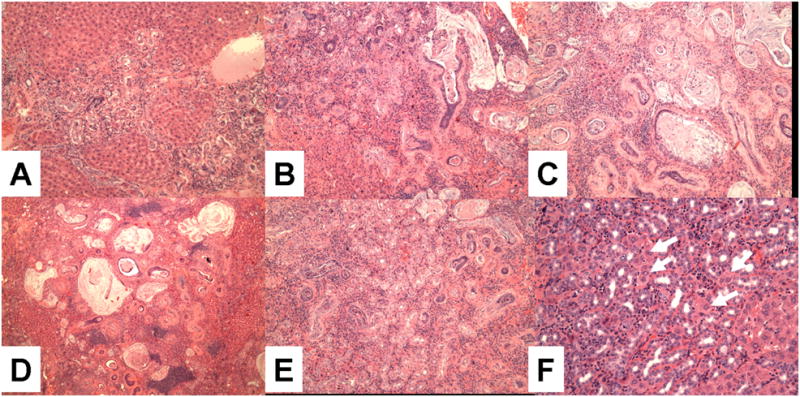 Figure 2C