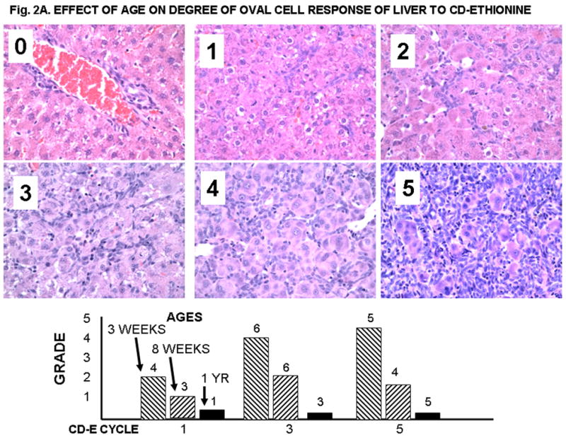 Figure 2A