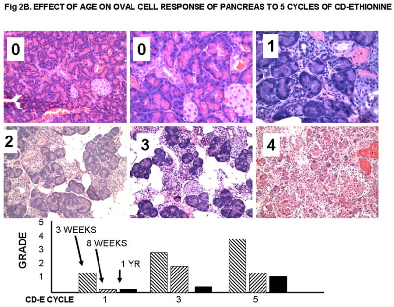 Figure 2B