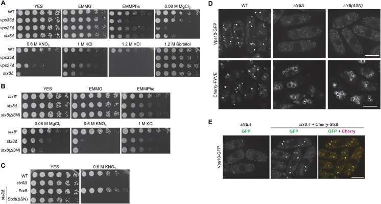 Fig 2