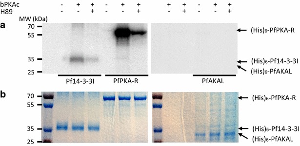 Fig. 7