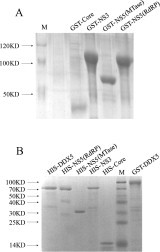 Supplementary Figure S1