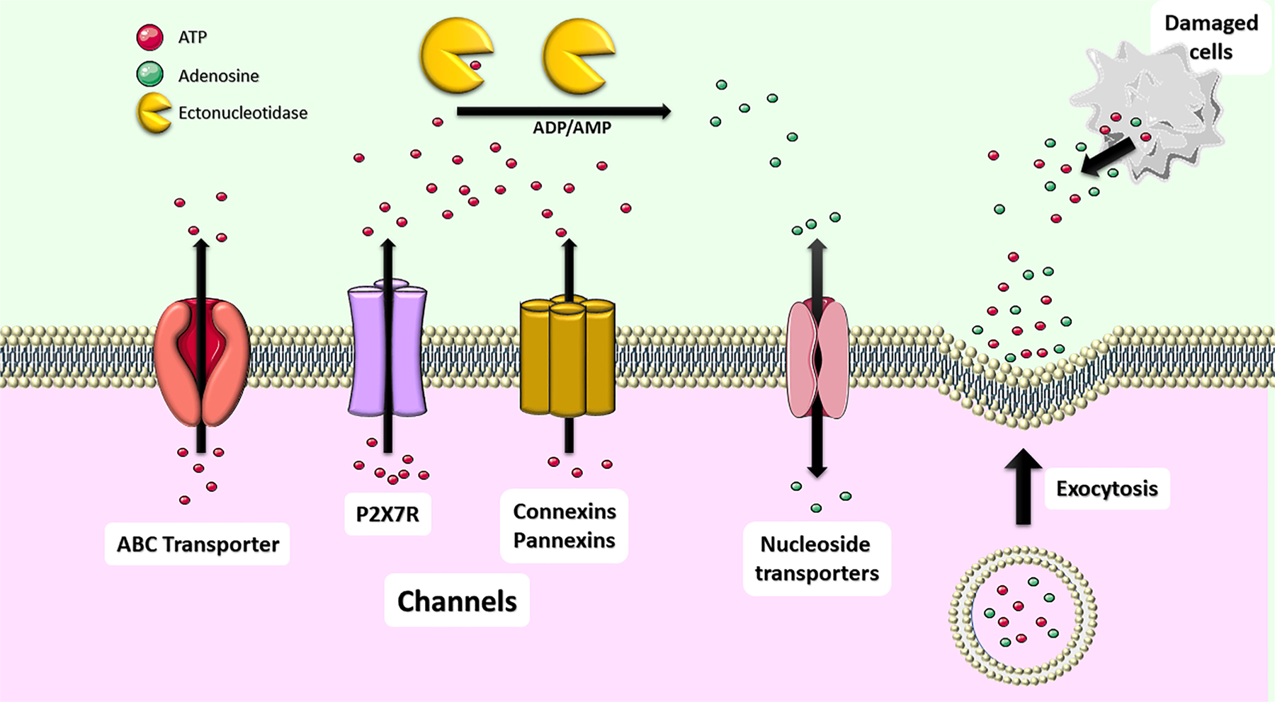 Fig. 1.