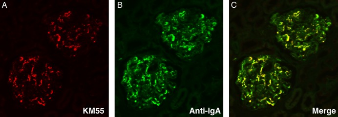 FIGURE 5: