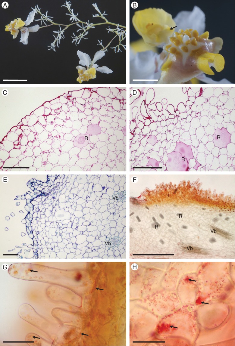 Fig. 7.