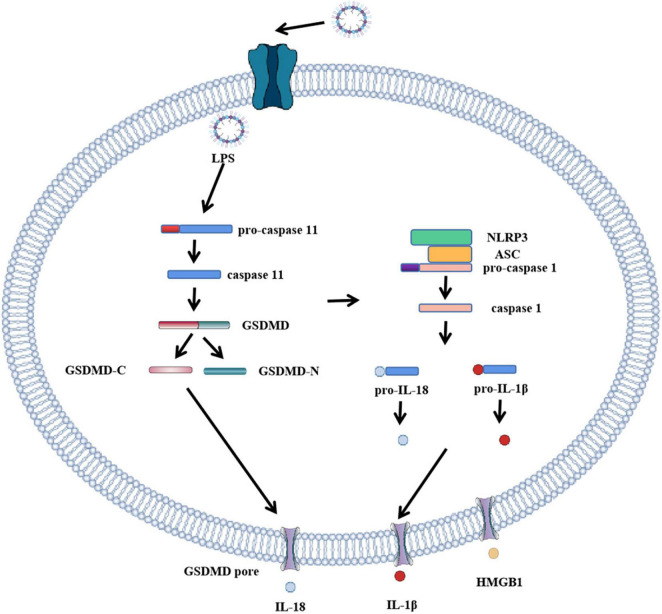 FIGURE 2