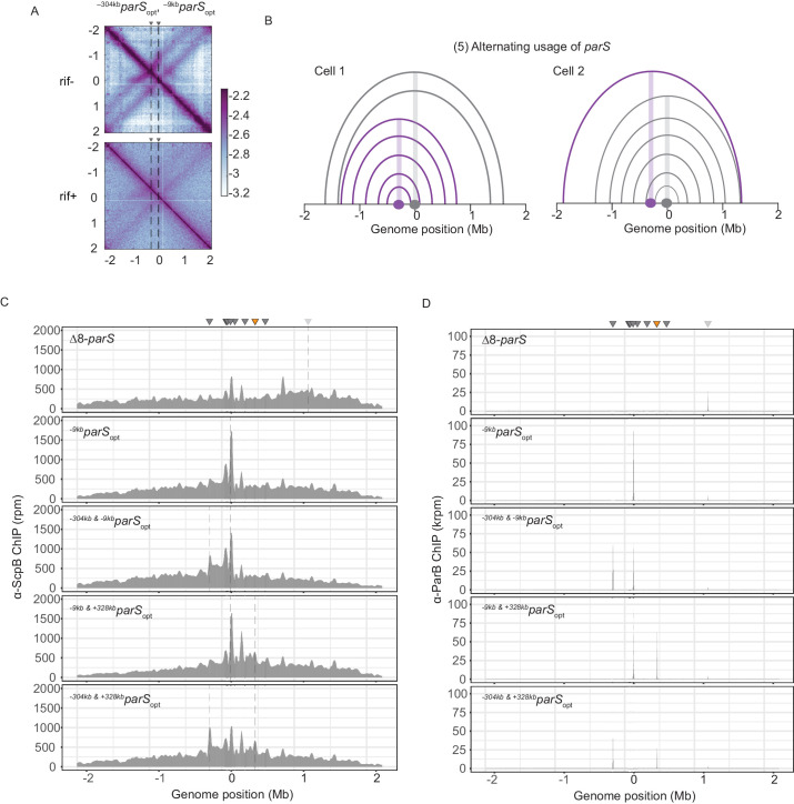 Figure 3—figure supplement 1.