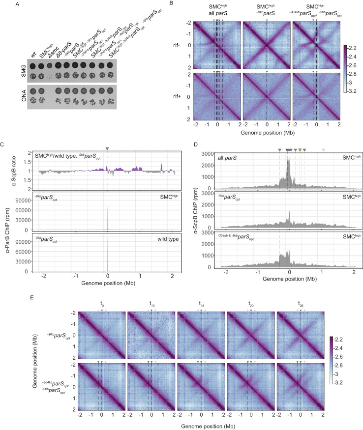 Figure 4—figure supplement 1.