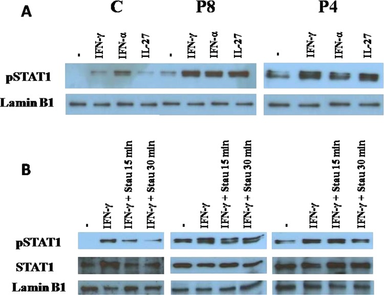 Figure 2