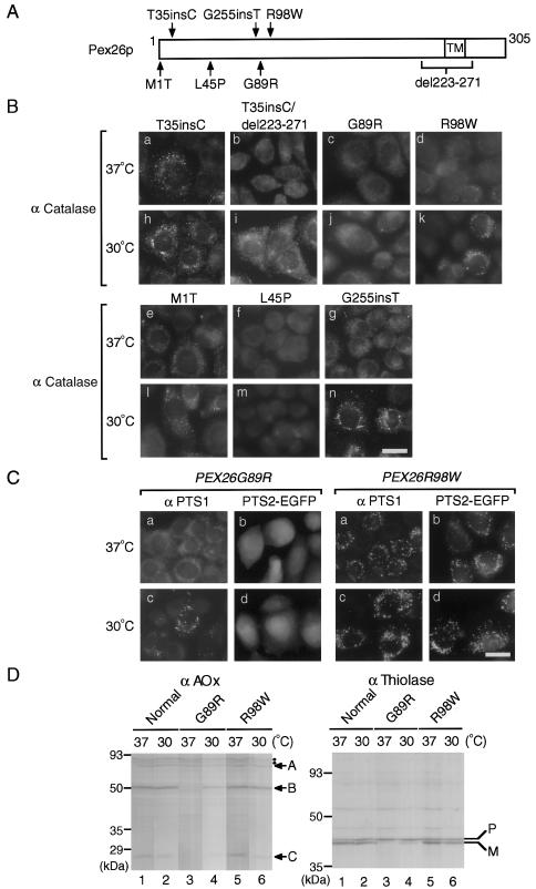 Figure  3