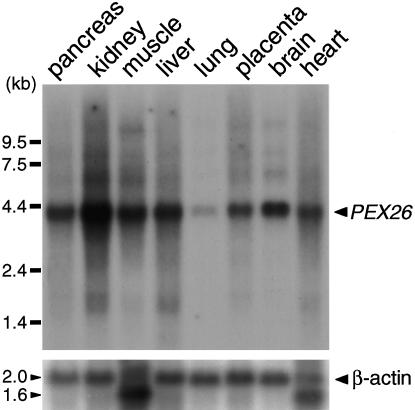 Figure  5