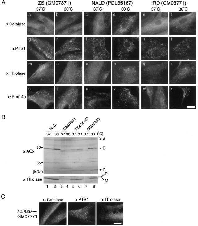 Figure  1