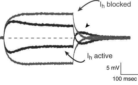 FIGURE 1 