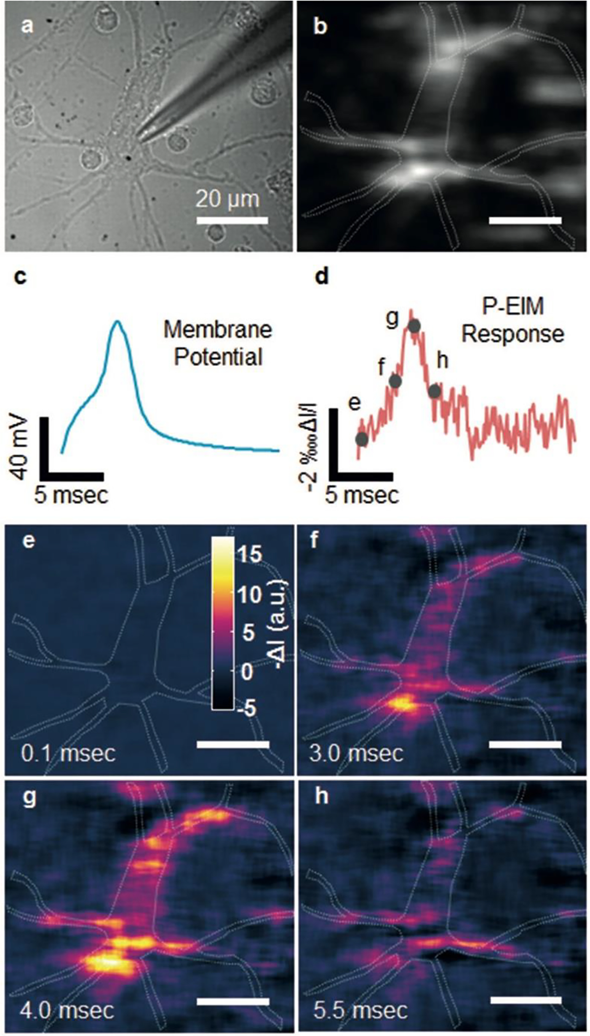 Figure 12.