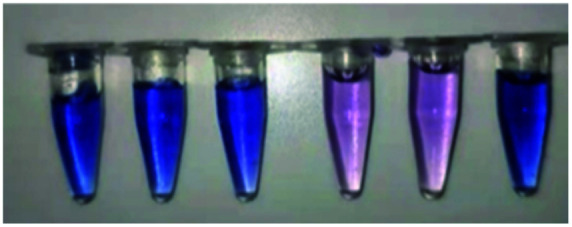 graphic file with name d1ra08090c-u10.jpg